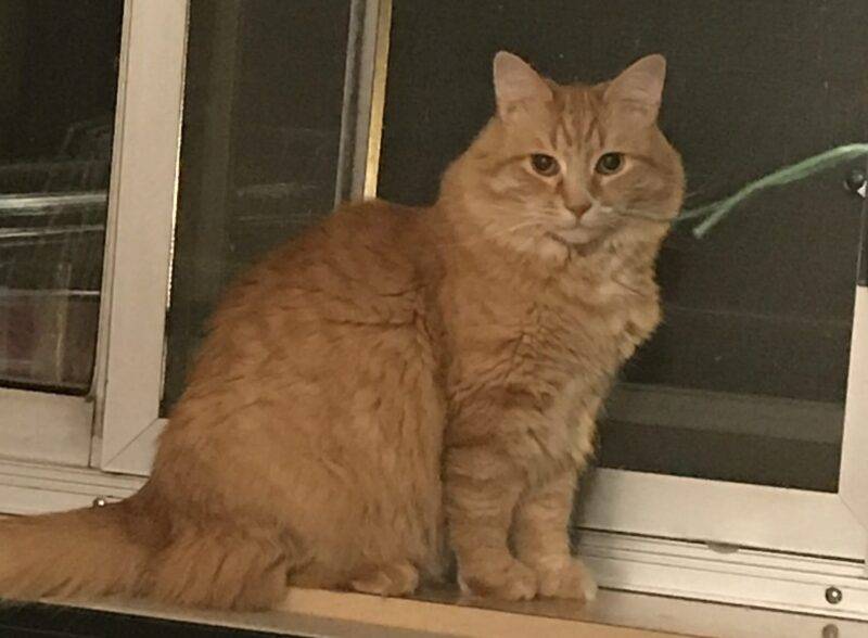 Stunning Orange Tabby Longhair Maine Coon Mix Cat For Adoption in