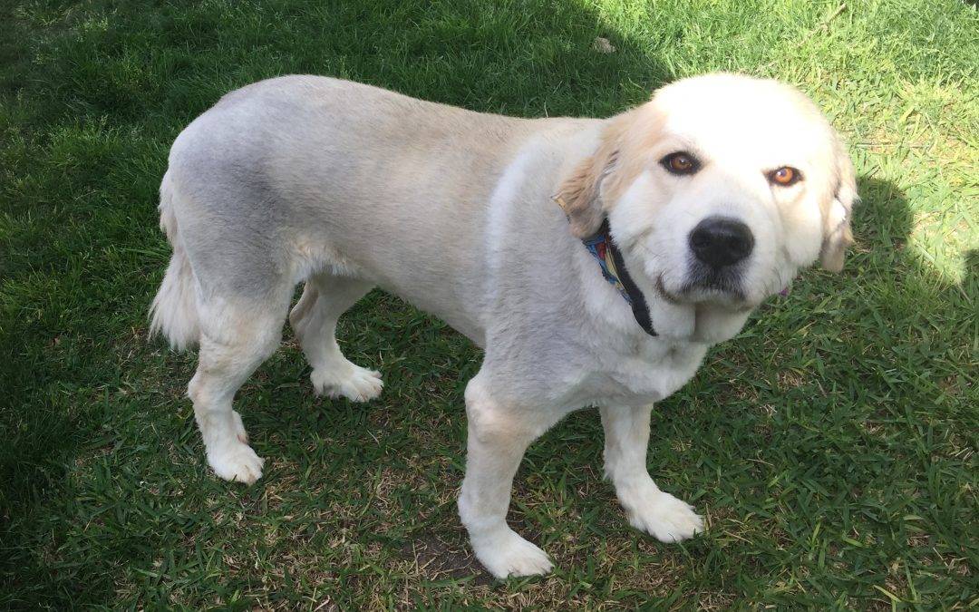 Purebred Great Pyrenees Dog For Private Adoption Near San Antonio Texas – Adopt Daisy