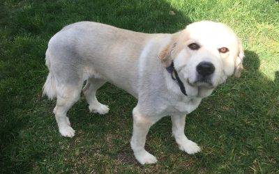 Purebred Great Pyrenees Dog For Private Adoption Near San Antonio Texas – Adopt Daisy
