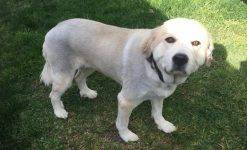 Great Pyrenees Dog For Private Adoption San Antonio TX