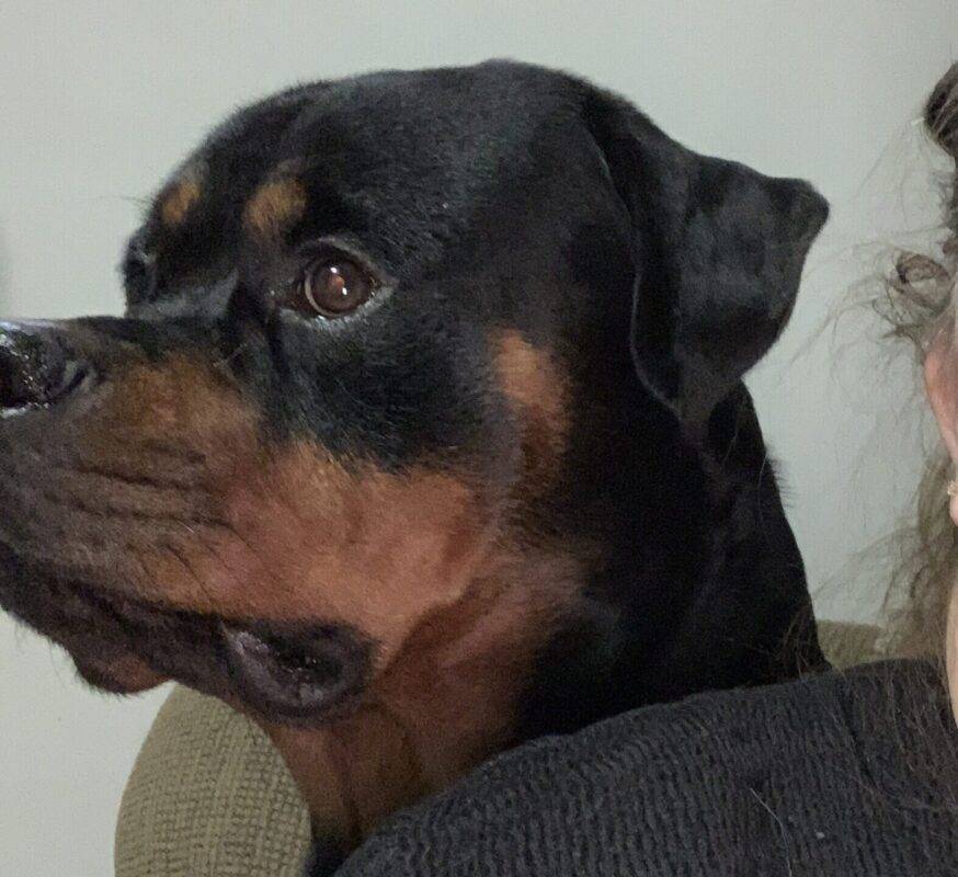 Rottweiler for adoption in oshawa ontario canada