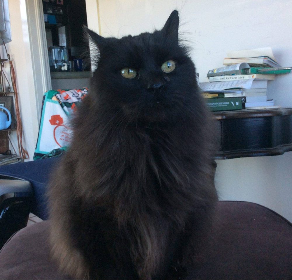 Stunning Long Haired Black Cat For Adoption in Durango Colorado