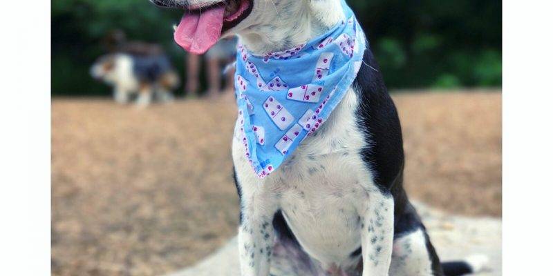Meeko border collie mix for adoption in atlanta