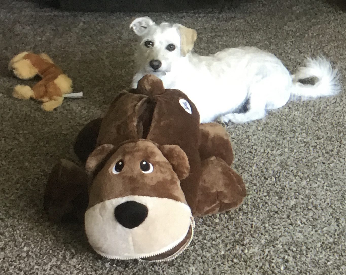 photo of eddie a cute jack russell terrier dog in Sherman texas that is available for adoption. Eddie poses with his stuffed animals, one of which is 10 sizes bigger than he is.