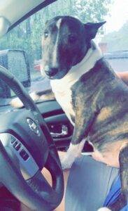 Bull terrier for adoption in murfreesboro tennessee – adopt pablo