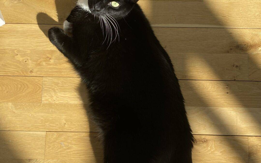 Tuxedo Cat For Adoption in Brooklyn – Supplies Included – Adopt Fabulous Freyja