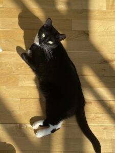 Tuxedo cat for adoption in brooklyn – supplies included – adopt fabulous freyja