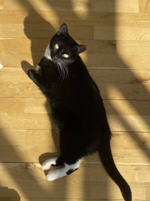 Tuxedo Cat For Adoption In Brooklyn – Supplies Included – Adopt Fabulous Freyja