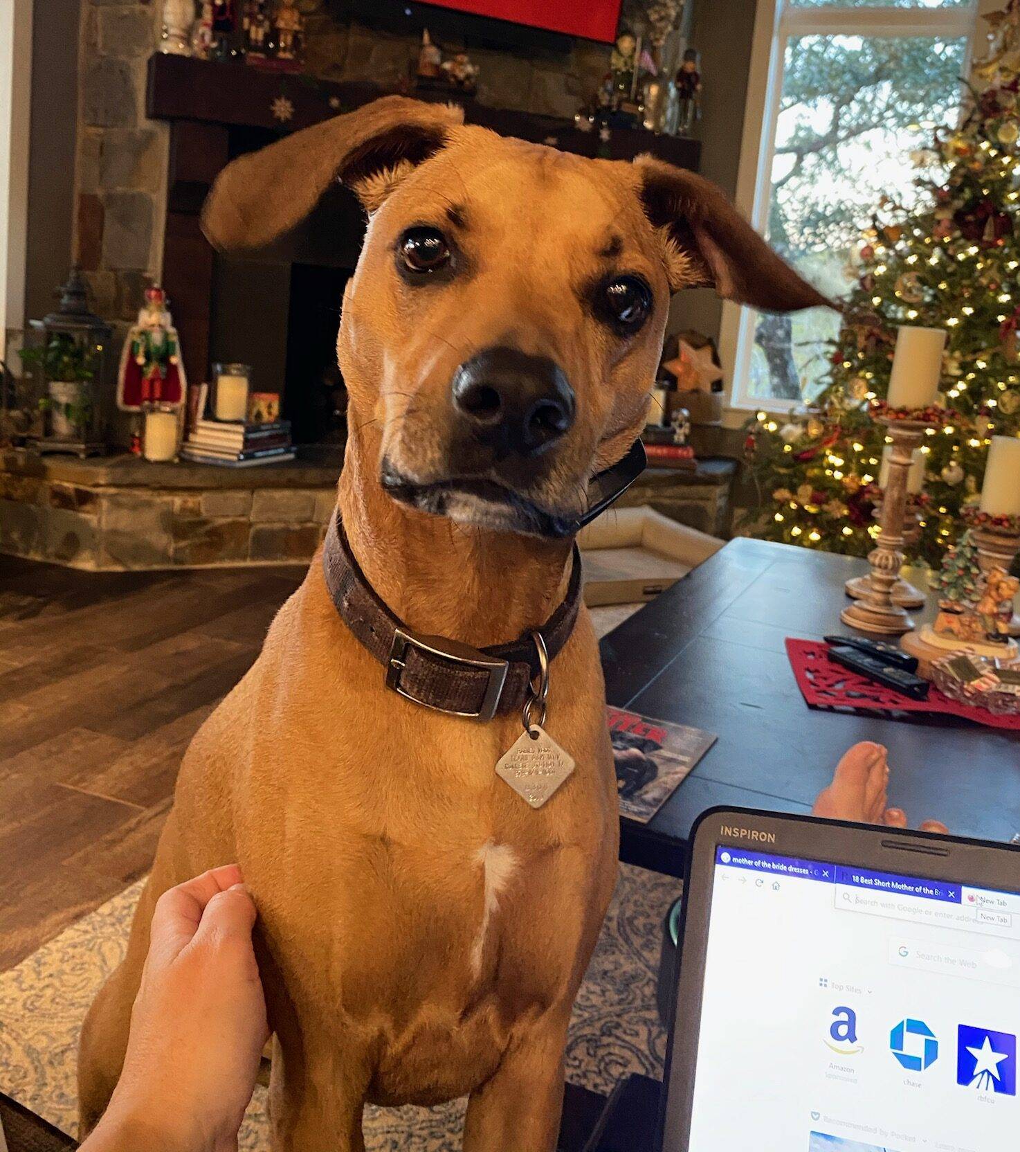 OBEDIENCE TRAINED Hungarian Vizsla Lab Mix Dog For Adoption in Fort Worth Texas – Supplies Included – Adopt Jaxon