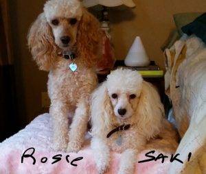 Rosie Saki - Miniature Poodles For Adoption Near Seattle