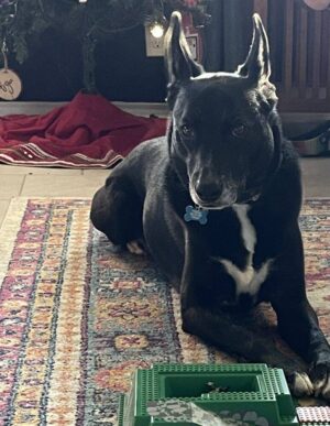 Border Collie German Shepherd Mix Dog & Friend For Adoption In San Antonio Texas – Supplies Included – Adopt Chally And Winston