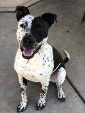German Shorthaired Pointer Mix For Adoption Surprise Arizona