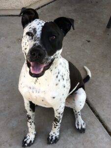 German shorthaired pointer mix for adoption surprise arizona