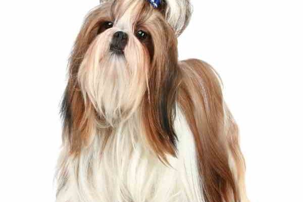 Teacup Shih-Tzu dog