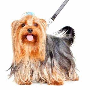 A Non Shedding Hypoallergenic Yorkshire Terrier Yorkie dog