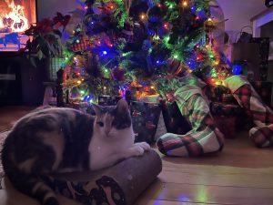 Tigris,, a calico cat for adoption in coboconk ontario is joining in the fun of christmas