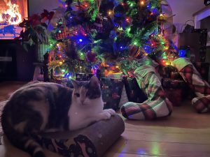 Tigris,, a Calico cat for adoption in Coboconk Ontario is joining in the fun of Christmas