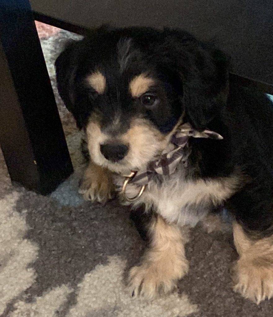 Eagle pass tx –  miniature schnauzer mix puppy for adoption – supplies included – adopt miles