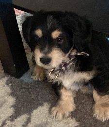 Eagle Pass TX –  Miniature Schnauzer Mix Puppy For Adoption – Supplies Included – Adopt Miles
