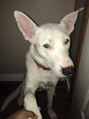 German Shepherd Pitbull Mix Puppy For Adoption In Calgary