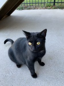 Black Cats For Adoption In Tennessee