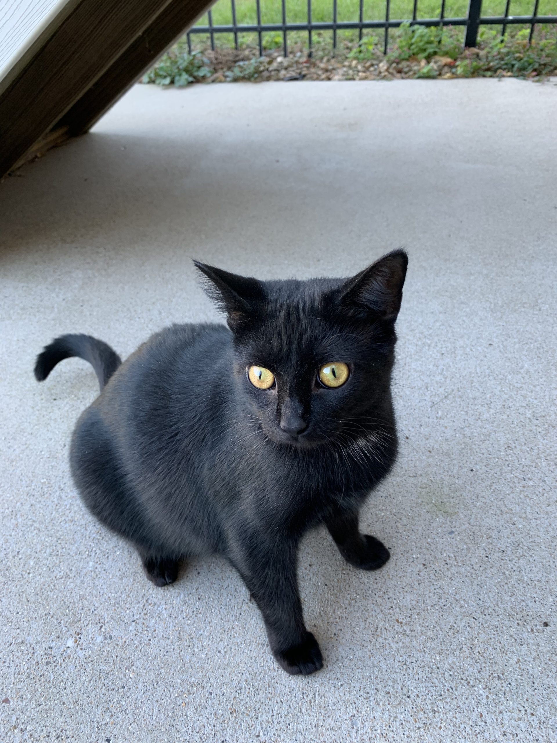Sweet Domestic Short-Haired Cat For Adoption in Mount Juliet TN – Supplies Included – Adopt Violet