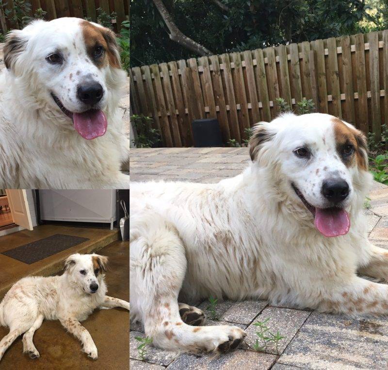 Biscuit - great pyrenees english setter mix dog for adoption ocala florida 1