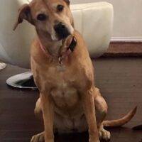 Lab Shepherd Mix Dog For Adoption In McKinney TX