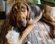 Bloodhound Puppy Adoption Marshfield MA Adopt Lizzie
