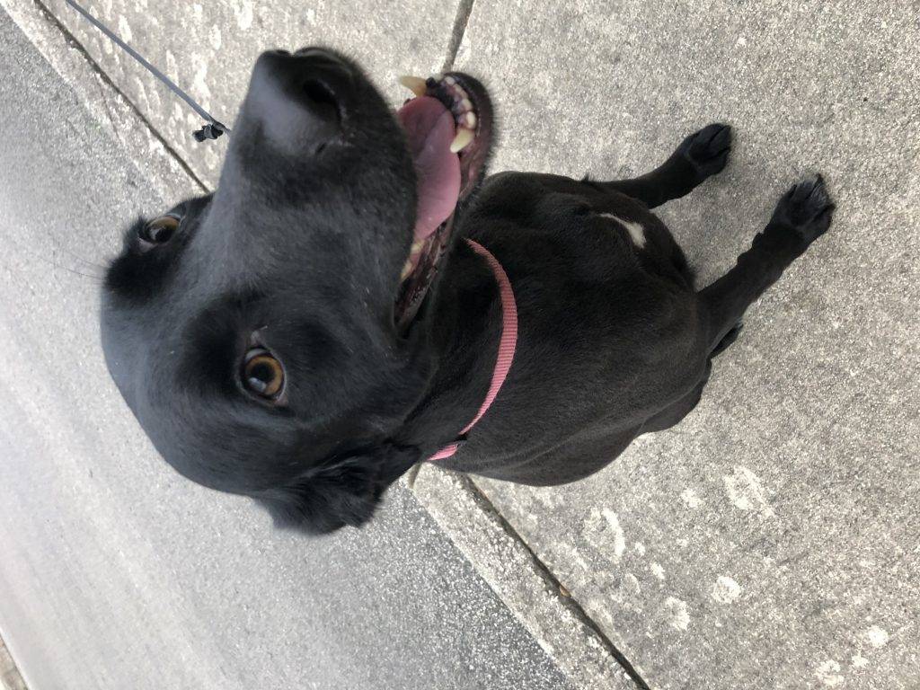 austin pet rehoming Photo San Antonio Black Labrador Retriever For Adoption