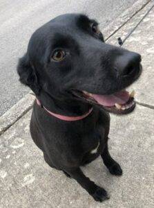 Photo San antonio black labrador retriever for adoption