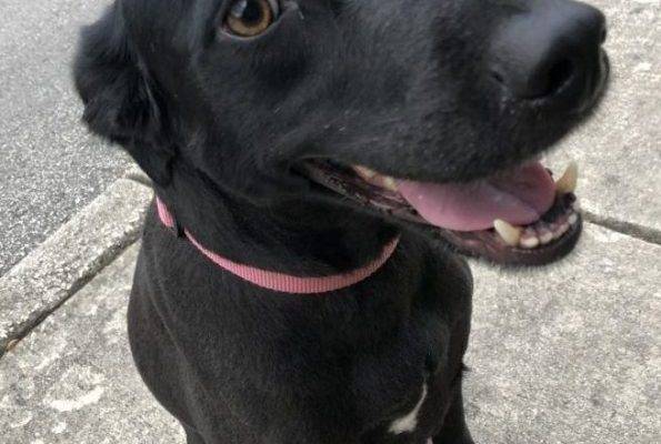 San Antonio – Black Labrador Retriever Mix For Private Adoption To Loving Home – Meet Peanut