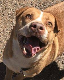 Phoenix AZ – Champ – Awesome Shar Pei Mix Dog For Adoption – Supplies Included