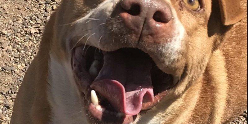 Phoenix AZ – Champ – Awesome Shar Pei Mix Dog For Adoption – Supplies Included