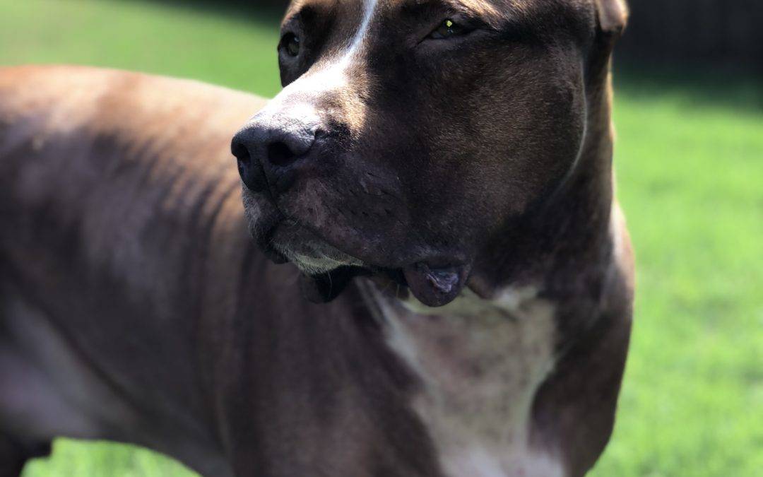 Giant American Pit Bull Terrier Dog For Private Adoption San Antonio TX – Adopt Gino