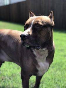 Photo Gino giant pitbull for private adoption san antonio tx
