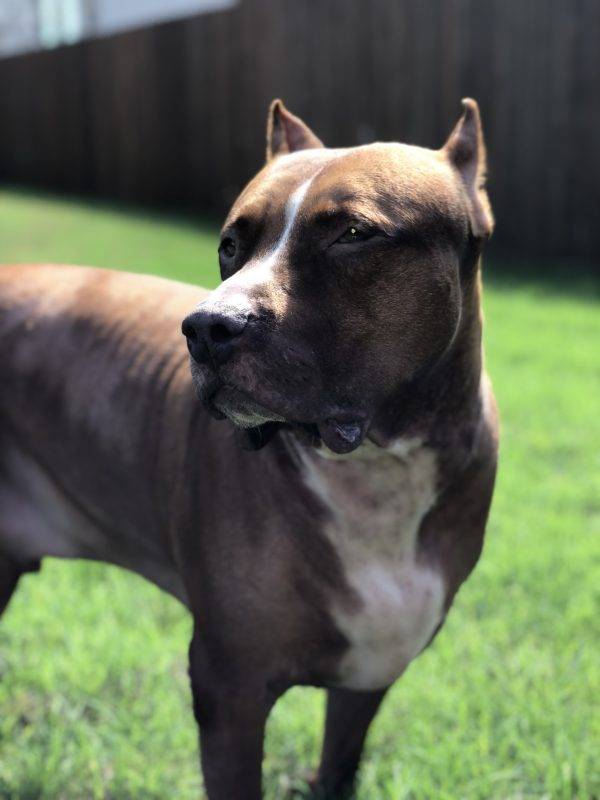 Giant American Pit Bull Terrier Dog For Private Adoption San Antonio TX – Adopt Gino