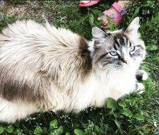 Ragdoll Cat For Adoption Fort St John BC