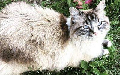 Stunning Ragdoll Mix Cat For Adoption in Fort St. John BC – Adopt Pepper