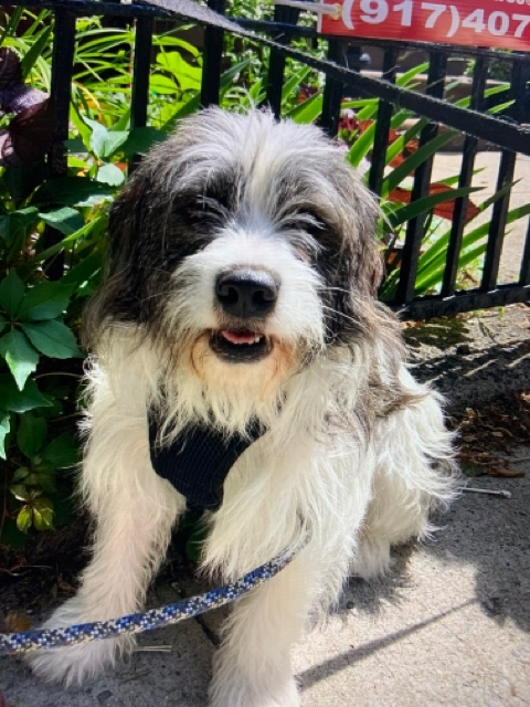 Sweet Tibetan Terrier Mix for Adoption in Brooklyn NY – Adopt Addie