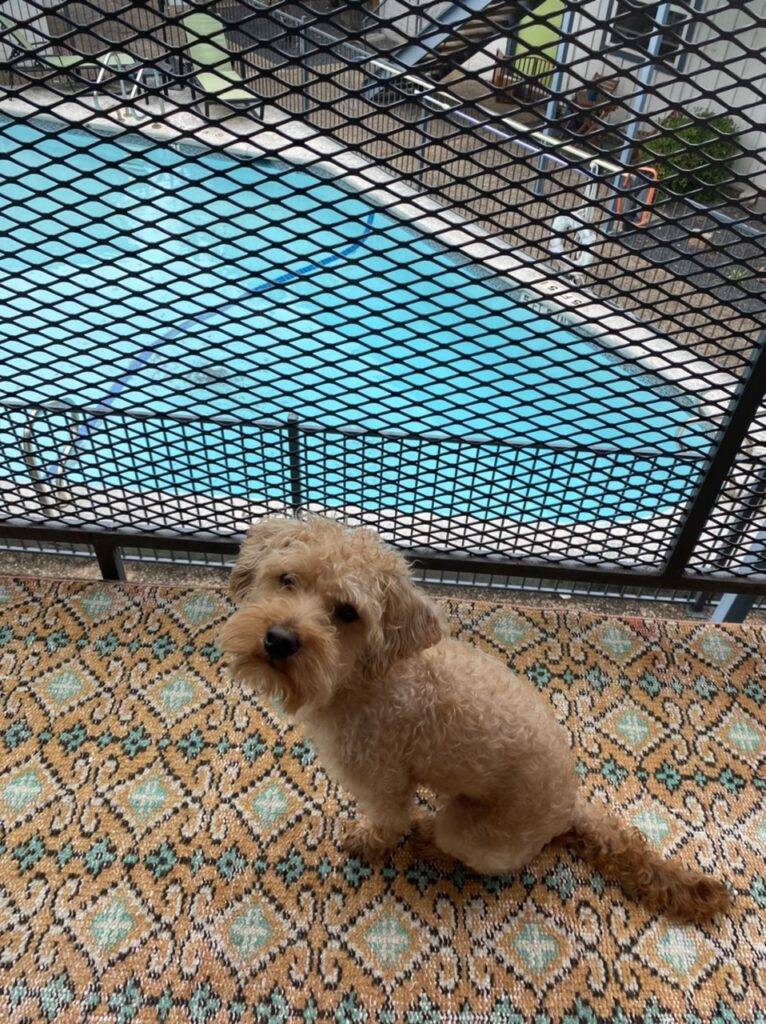Archie is a 1 yo maltipoo puppy for adoption in georgetown texas