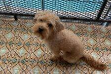 Archie Is A 1 Yo Maltipoo Puppy For Adoption In Georgetown Texas