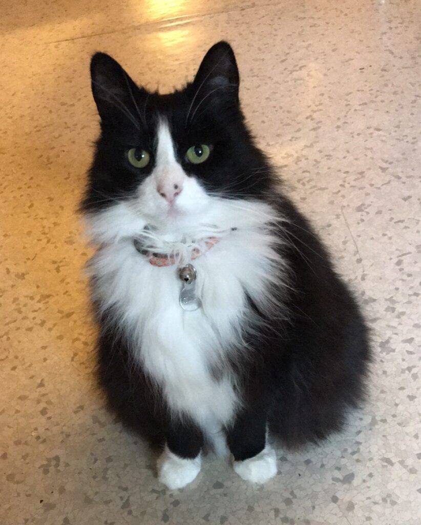 Longhair Tuxedo Cat For Adoption in Portland OR - Supplies Included - Adopt  Gladys