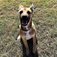 Adorable German Shepherd Mix Puppy For Adoption In San Antonio Texas