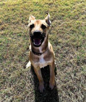 Adorable German Shepherd Mix Puppy For Adoption In San Antonio Texas