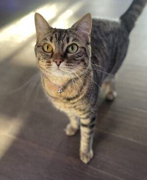 Bengal Tabby Mix Cat For Adoption In Spruce Grove AB – Supplies Included – Adopt Grizabella