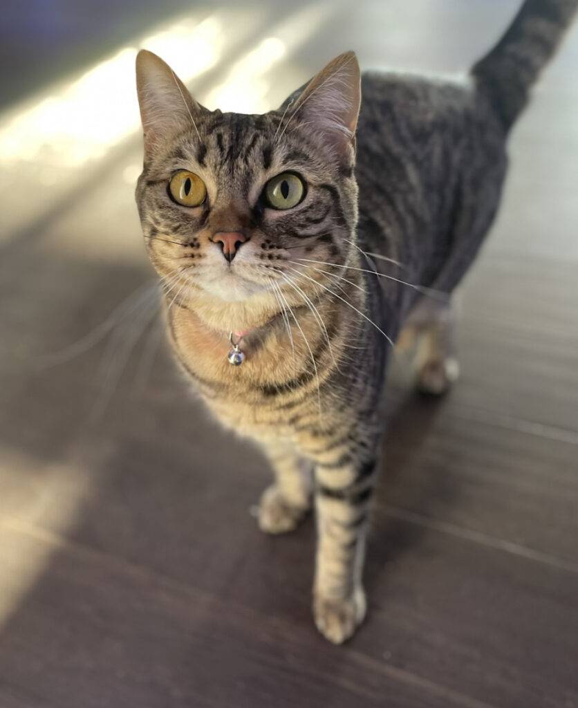 Grizabella is a beautiful bengal mix cat for adoption in spruce grove ab