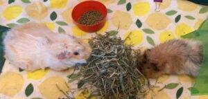 2 guinea pigs for adoption in spruce grove ab – supplies included – adopt ginger and wasabi