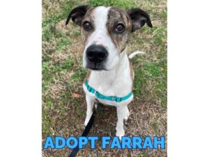 Amazing brindle boxer lab mix dog for adoption in nashville tn – meet farrah