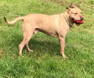 King the staffie loves to play football!